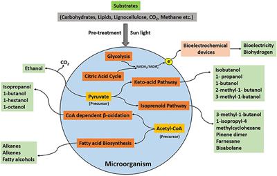 Future Microbial Applications for Bioenergy Production: A Perspective